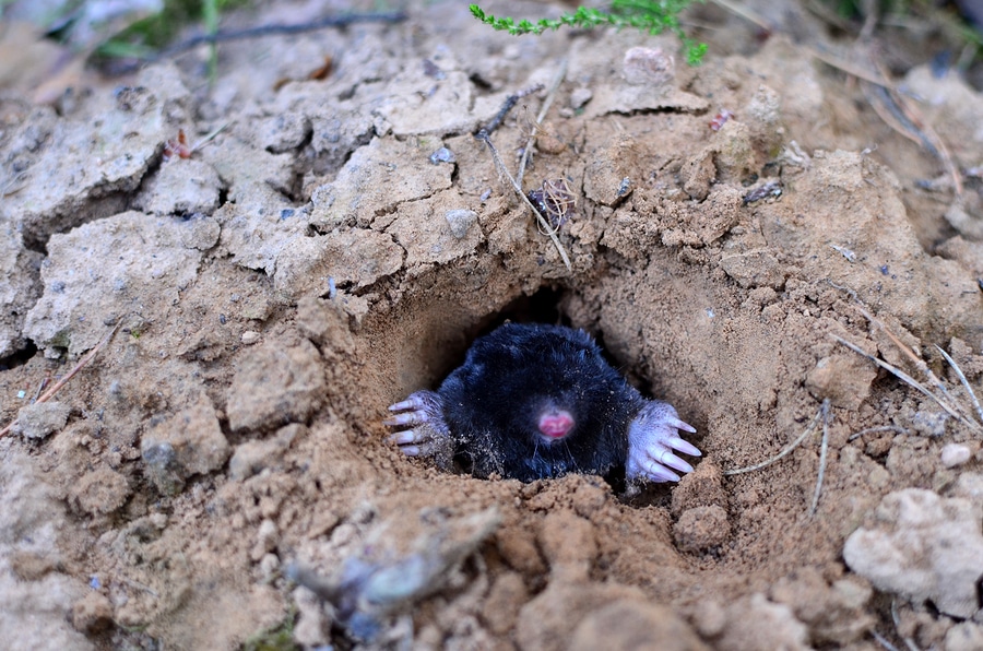 Mole Control Nashville