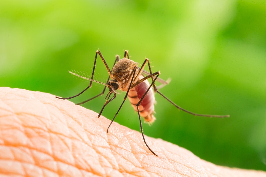 Mosquito Treatment Services