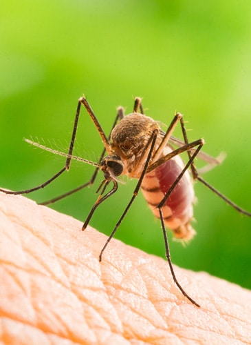 Professional Mosquito Treatment Services in Nashville